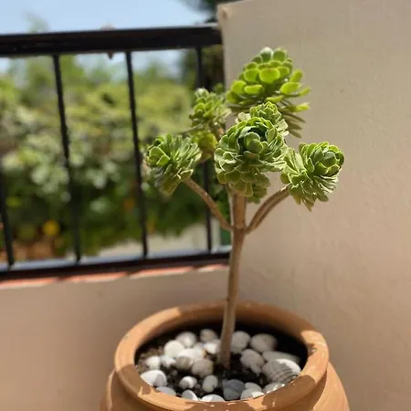 Appartamento Palmeras 3, *
