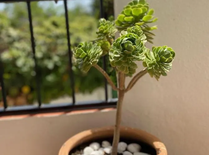 شقة Palmeras 3, *